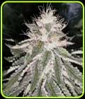 Mac 11 - Pheno Finder Seeds