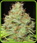 Machine Gun Funk - Ultra Genetics