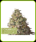 Mack & Crack Auto - Seed Stockers