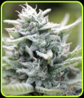 Magic Melon - Humboldt Seed Company