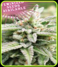 Magic Melon Autoflower - Humboldt Seed Company