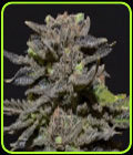 Magma - CBD Seeds