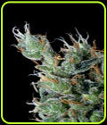 Magnum Platinum Haze - Delta 9 Labs Seeds