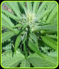 Mahaa - Prana Seeds