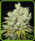 Mak 10 - Ultra Genetics