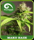 Mako Haze - Kiwi Seeds