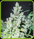 Malakoff - Medical Seeds