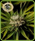 Malawi Gold - Anesia Seeds