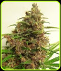 Malawi x PCK - Ace Seed bank