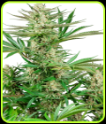 Malibu OG Gold - Sensi Research Seeds