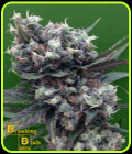 Malverde - Breaking Buds Seeds