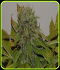 Mama Mia - Seedsman Seeds