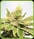 Mamacita's Cookies - Ministry of Cannabis