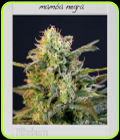 Mamba Negra - BlimBurn Seeds