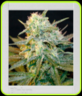 Mamba Negra Auto - BlimBurn Seeds