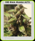 Mamba Negra Auto CBD - BlimBurn Seeds
