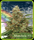 Mandala #1 - Mandala Seeds