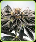 Mandarin Gelato - Ministry of Cannabis