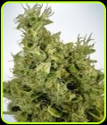 Mandarin Haze - Ministry of Cannabis