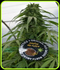 Mandarin Mimosa - Emerald Triangle Seeds