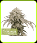 Mandarin Panties Auto - Seed Stockers