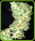 Manesia - Prana Seeds