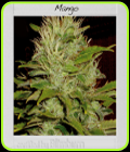 Mango - BlimBurn Seeds