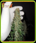 Mango Chutney - Dr Krippling Seeds