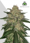 Mango Cookies Auto - Auto Seeds
