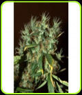 CBD Mango Haze - CBD Crew Seeds