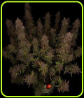 Mango Isle F2 Auto - Night Owl Seeds