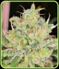 Mango Jack - Dready Seeds