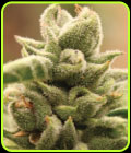 Mango Sherbert - Humboldt Seed Company