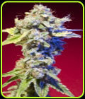 Mango Tango - Elemental Seeds