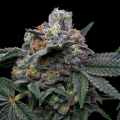 Mango Z x Hollywood - Cookies Seed Bank