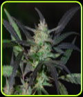 Mangobiche Kush - Cannabiogen Seeds