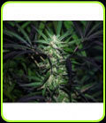 Mangobiche x Peyote Purple - Cannabiogen Seeds