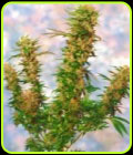 Mangolian Indica - Sagarmatha Seeds
