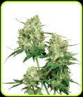Maple Leaf Indica - Sensi Seeds