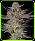 Marionberry Kush - Subcools The Dank