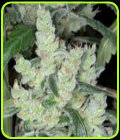 Marleys Cheese - Kaliman Seeds