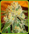 Marmalate - Delicious Seeds