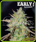 Marmalate F1 Fast Version - Delicious Seeds