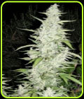 Maroc - Female Seeds