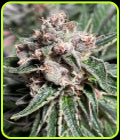 Mars Mellow - Ministry of Cannabis