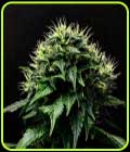 Masamune OG Auto - Propaganja Seeds