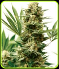 Mass Shooter Auto - Garden of Green