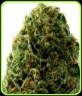 Massive Midget Auto - Heavyweight Seeds
