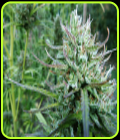 Master Hemp #2 CBD 25:1 - Medical Marijuana Genetics