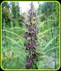 Master Hemp (MH-1) - Medical Marijuana Genetics